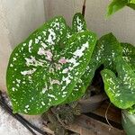 Caladium bicolor葉