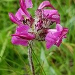 Pedicularis cenisia Flower