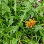 Taraxacum cucullatiforme Fula