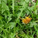 Taraxacum cucullatiforme 花