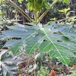 Carica papaya Leaf