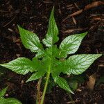 Dorstenia contrajerva Leaf