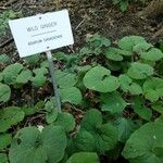 Asarum canadense Liść