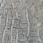 Sclerocarya birrea Кора