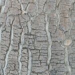 Sclerocarya birrea Bark