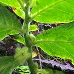 Columnea medicinalis 形態