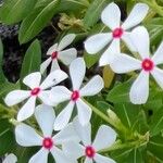 Catharanthus coriaceus 花