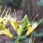 Collinsonia canadensis Flor