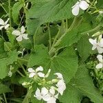 Hesperis matronalis পাতা