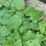 Campanula carpatica Leaf