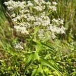 Eupatorium perfoliatum Folha