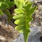 Polypodium vulgare Ліст