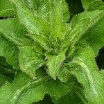 Campanula medium Leaf