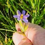 Sisyrinchium langloisiiफूल