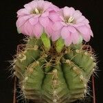 Gymnocalycium anisitsii Кветка