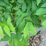 Carya cordiformis Blatt