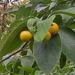 Ehretia dicksonii Fruct