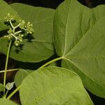 Jatropha curcas Blatt