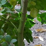 Guaiacum officinale Rusk