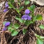 Viola adunca 花