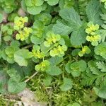 Chrysosplenium oppositifolium Blad