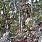 Quercus garryana Hábito