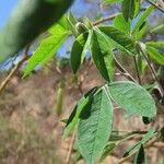 Crotalaria agatiflora Folla