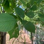 Cladrastis kentukea Leaf