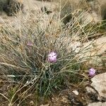 Dianthus austroiranicus Elinympäristö