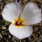 Calochortus flexuosus Blodyn