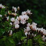 Tessmannia anomala Flor