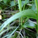 Ophrys fuciflora മറ്റ്