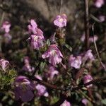 Galeopsis ladanum Fiore