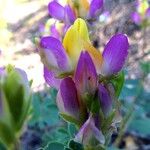 Lupinus stiversii 花