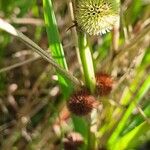 Hyptis brevipes Fruit