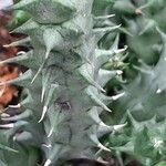 Huernia macrocarpa Lapas