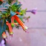 Cuphea ignea Blüte