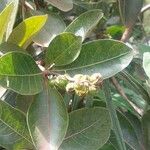 Byrsonima crassifolia Fruit