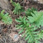 Polypodium cambricumLeaf