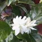 Jasminum sambacफूल