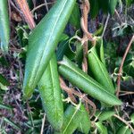 Lonicera acuminata पत्ता