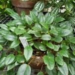 Begonia elaeagnifolia Plante entière