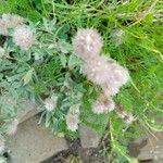 Trifolium arvense Fruto