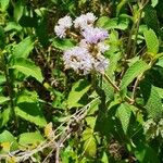 Vernonia brachycalyx Flower