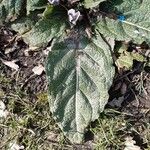 Mandragora officinarum Feuille