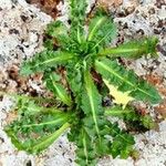 Lactuca virosa Leaf