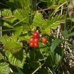 Rubus saxatilis Fruto