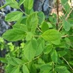 Spiraea douglasiiBlatt