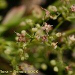 Galium obliquum Other