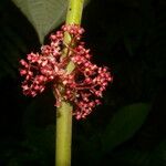 Miconia purpureoviolacea Flower